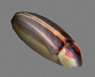 Render Firefly